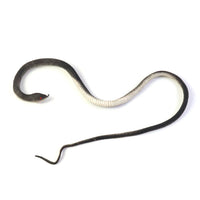 Rubber Snake