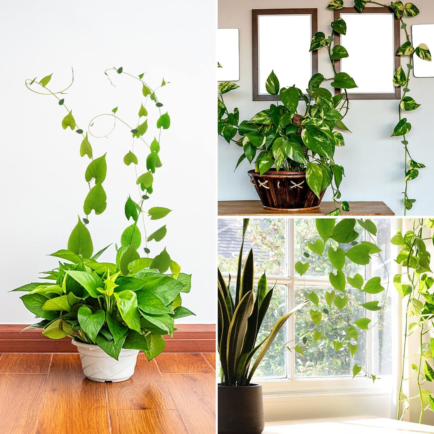 Premium Plant Climbing Wall Fixture Garden - Premium Quality - Best Quality & Value