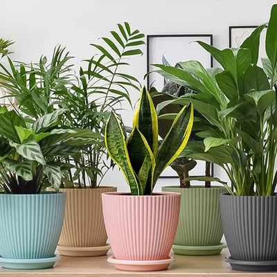 Round Flower Pot With Bottom Tray (5 Pcs Set  Small  1416 Cm) - second image