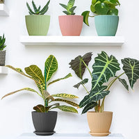 Round Flower Pot With Bottom Tray (5 Pcs Set  Small  1416 Cm)