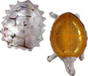 Multipurpose Tortoise Shape Dry Fruit Gift Box